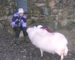 Angie's biggest fan on the Isle of Muck (another woolly jumper)
